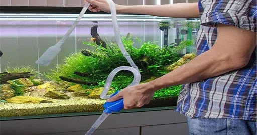 Steg för att rengöra akvarium – även ett väldigt smutsigt akvarium